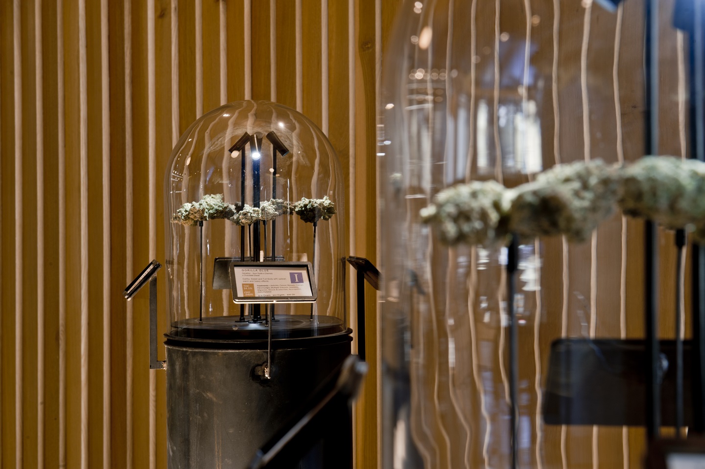 HerbNJoy Cannabis flower display