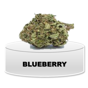 Blueberry cannabis flower