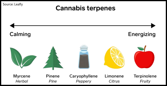 infographic showing cannabis terpenes