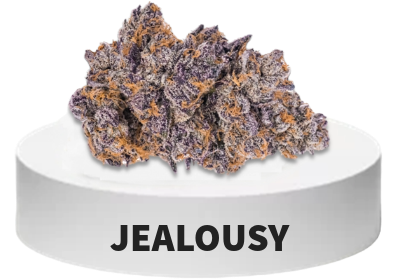 Jealousy cannabis strain bud 