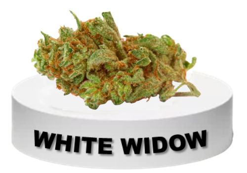 White WIdow cannabis flower