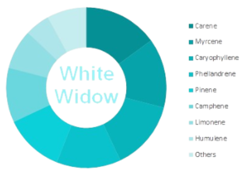 White Widow terpene wheel