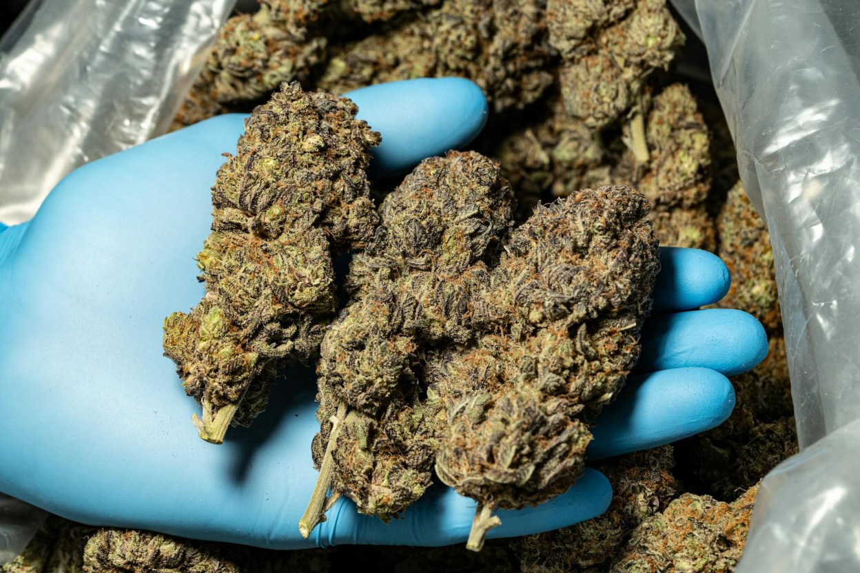 A gloved hand holding cannabis buds, which are vital to how dispensaries work