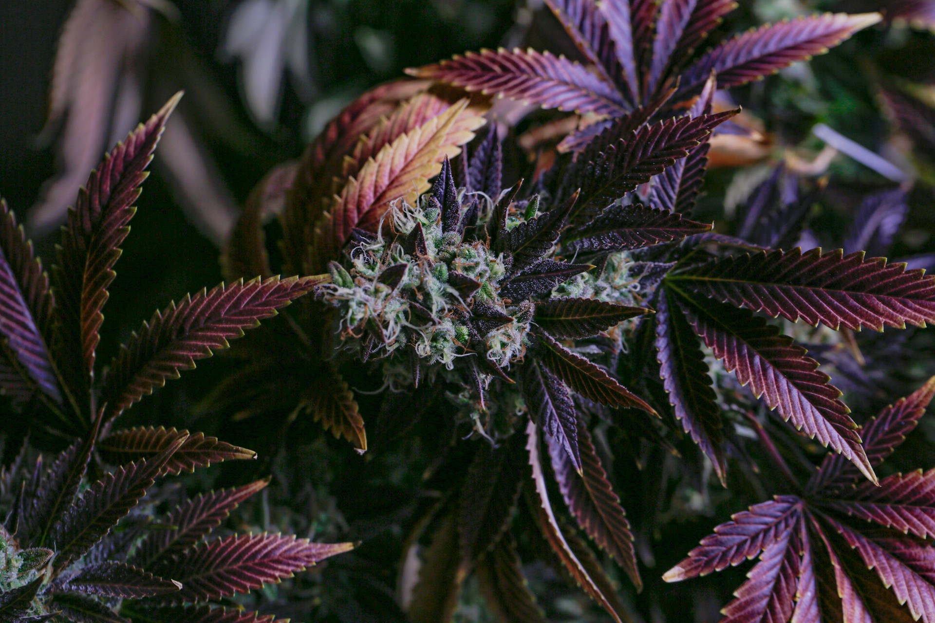 purple tinted flower